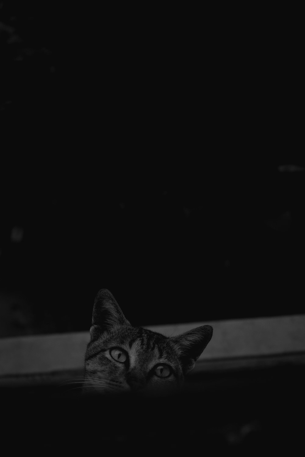 gato cinza