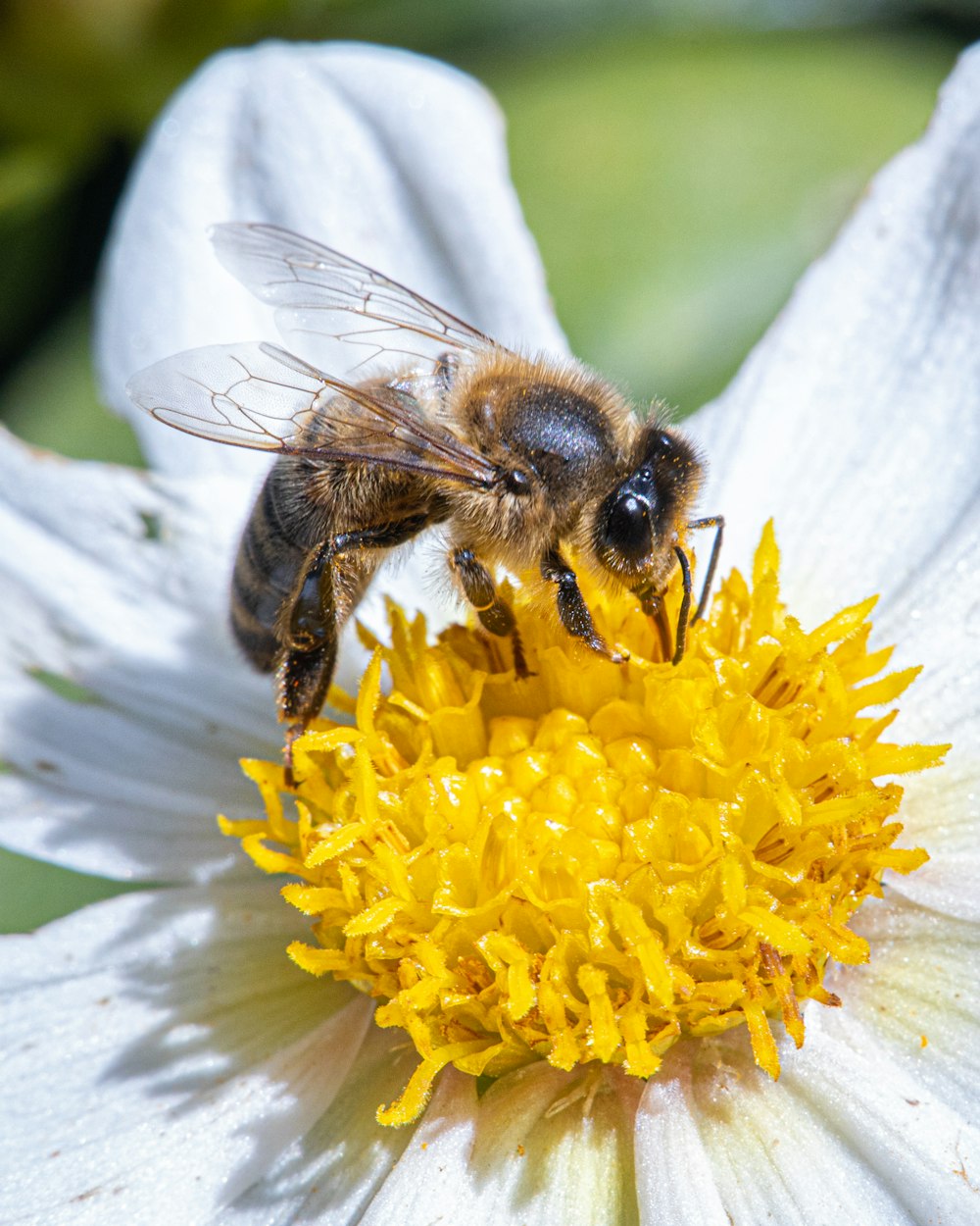 bee perch on white flower