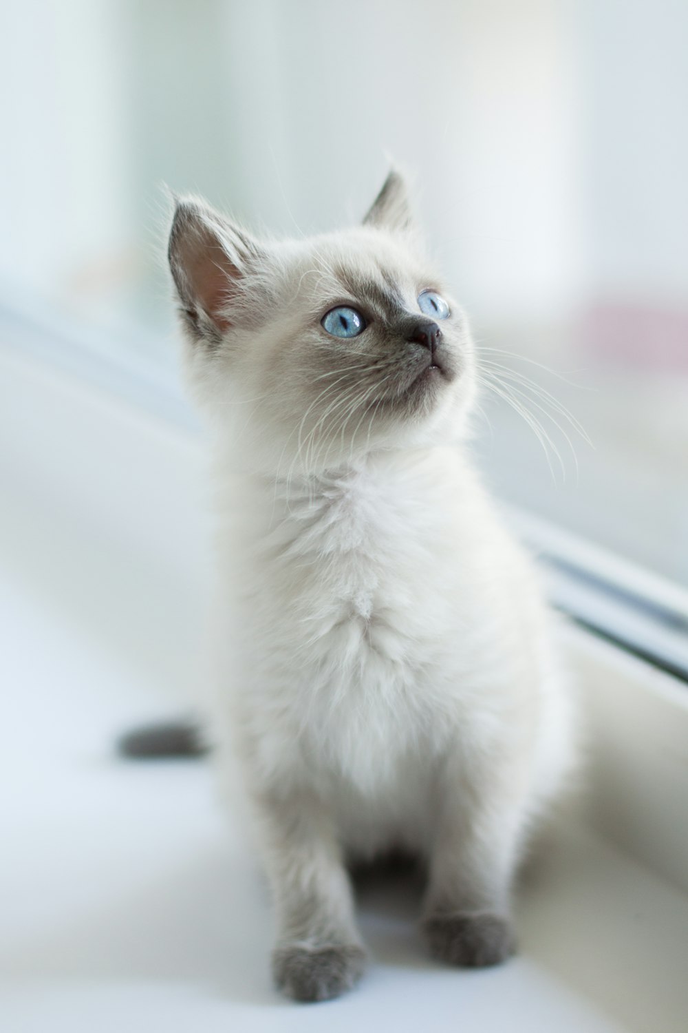 White Cat Photo – Free Cat Image On Unsplash