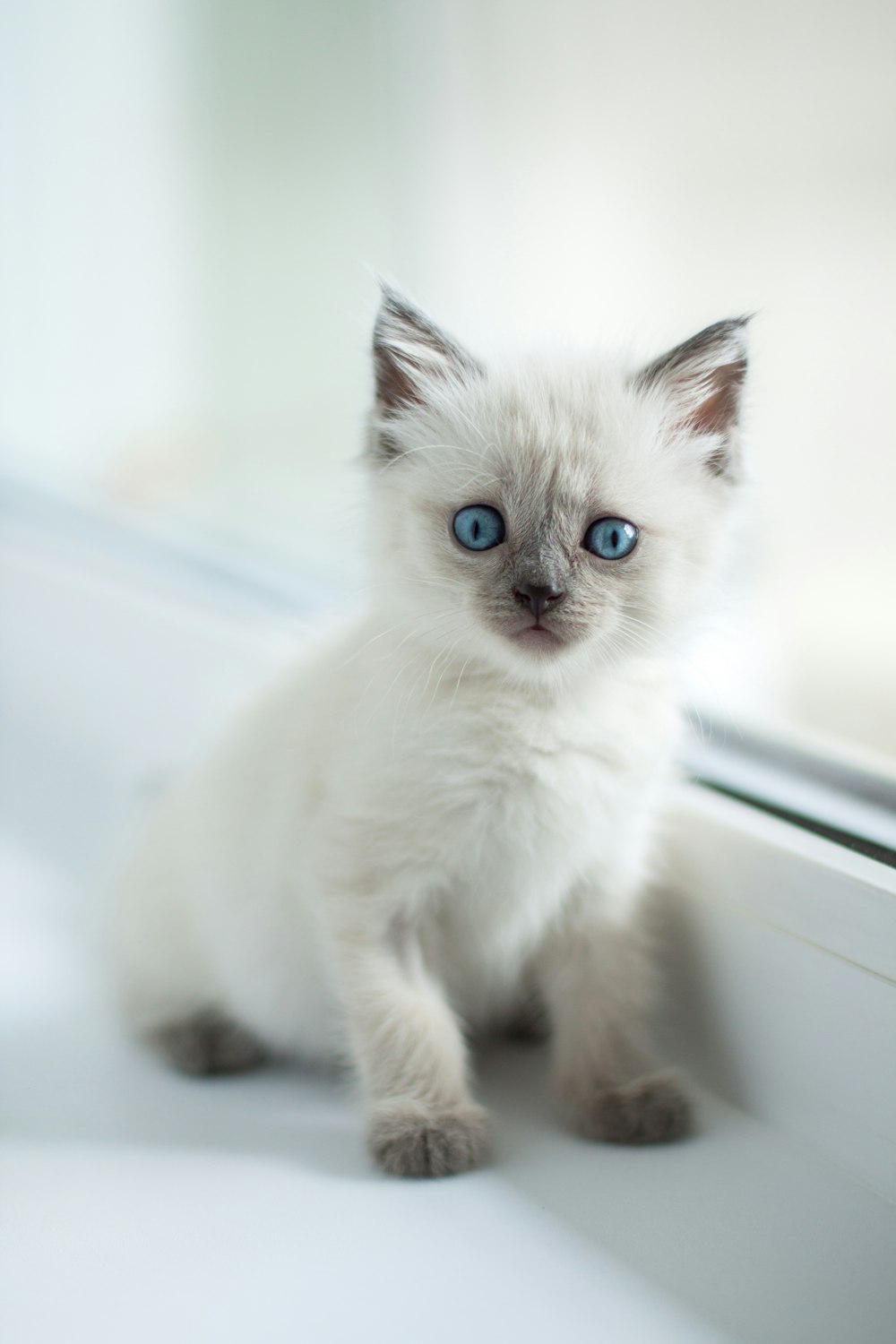 siamese kitten in macro photography