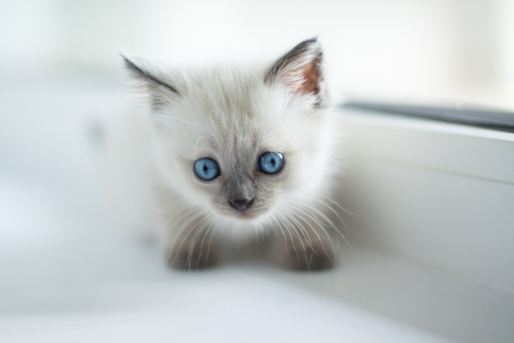 siamese kittne