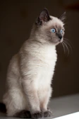 Close-up of Luna's sleek Siamese fur with a soft focus background.