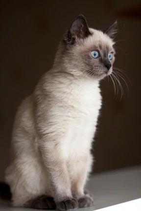 Close-up of Luna's sleek Siamese fur with a soft focus background.