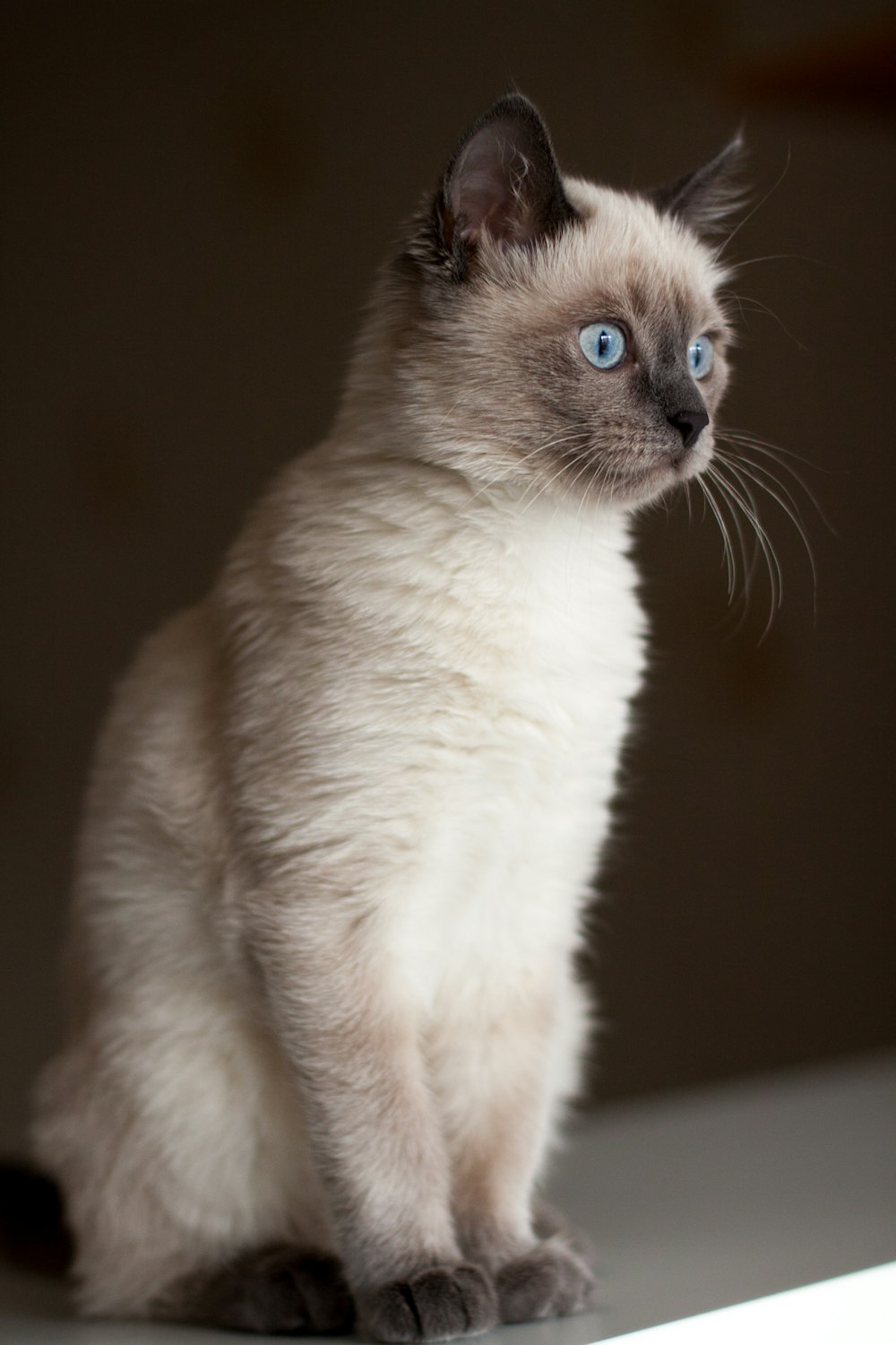 white siamese cat