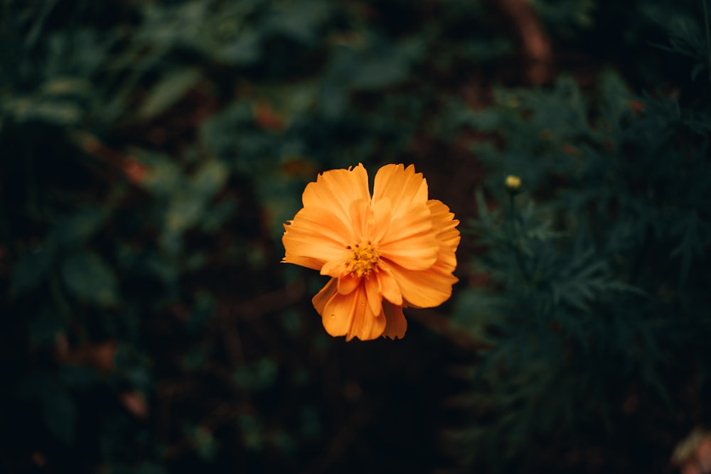 orange flowers