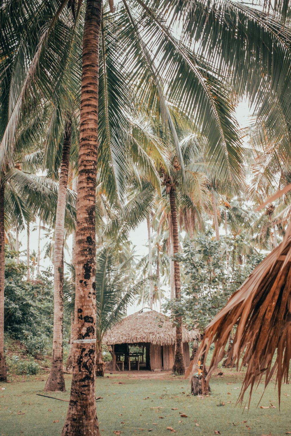 brown hut surrounded by coconut trees