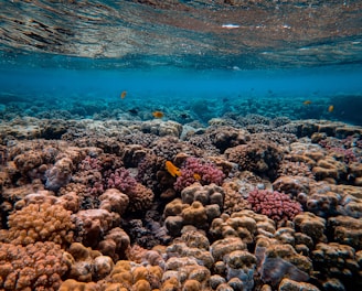 corals under water