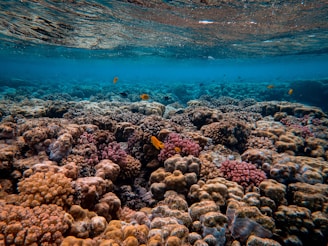 corals under water