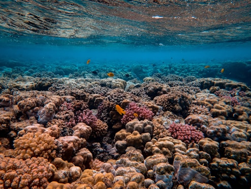 corals under water