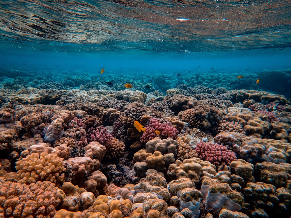 corals under water