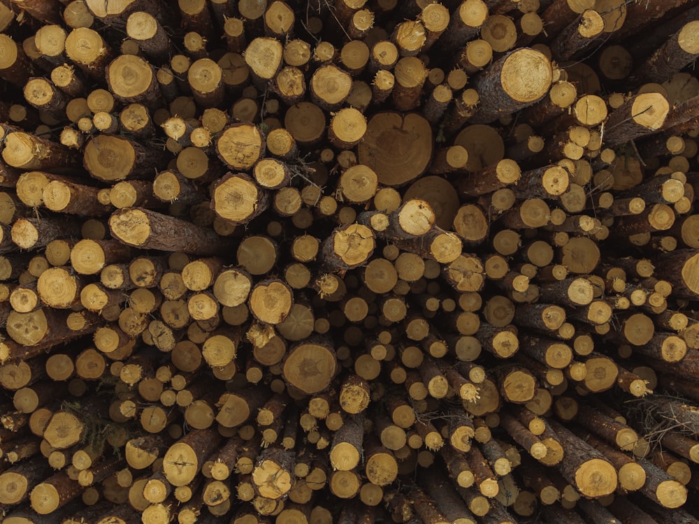 close-up photo of wood