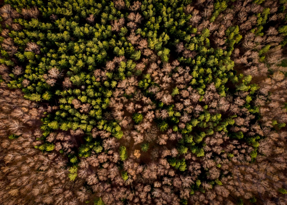 green and pink leafed trees