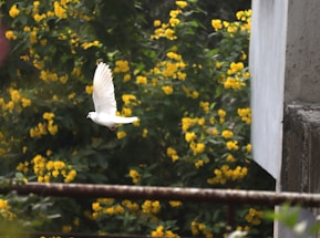 A white bird in flight is captured mid-air against a backdrop of lush greenery interspersed with clusters of vibrant yellow flowers. A concrete structure is partially visible on the right, suggesting an outdoor, urban setting near nature.