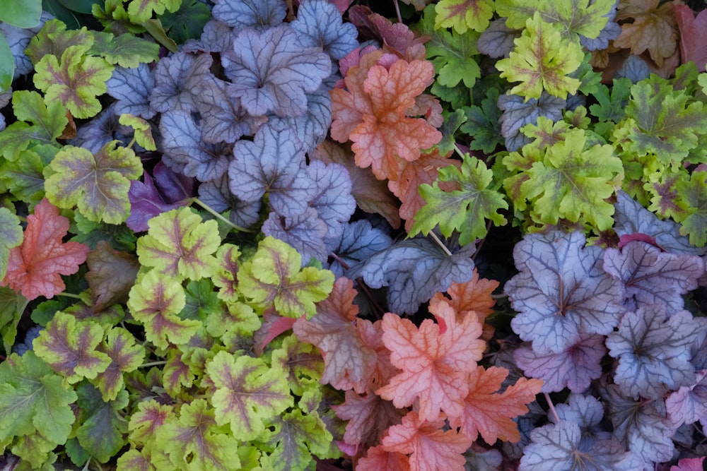 green, orange, and violet leafy plants