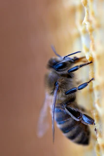 Close-up macro shot of a melipona bee delicately perched on a golden honeycomb cell.