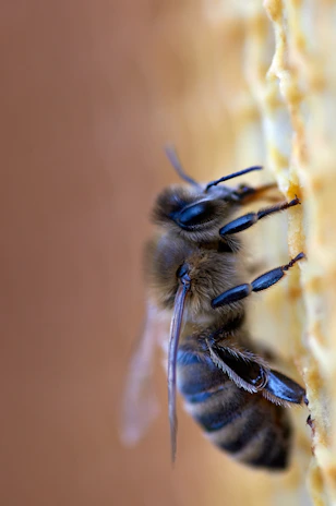 Close-up macro shot of a melipona bee delicately perched on a golden honeycomb cell.