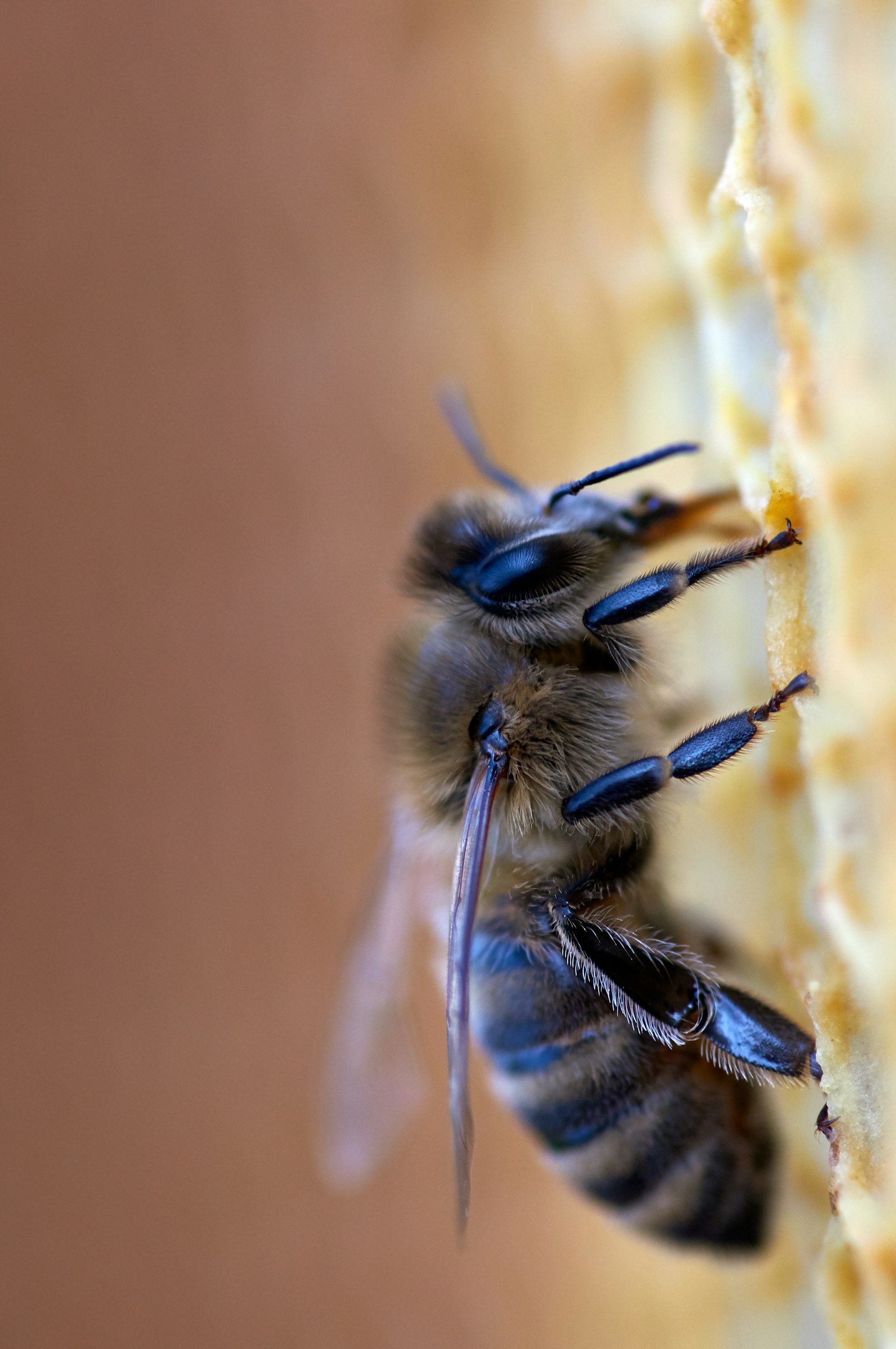 Sony SLT-A55 (SLT-A55V) + Minolta AF 100mm F2.8 Macro [New] sample photo. Black bee photography