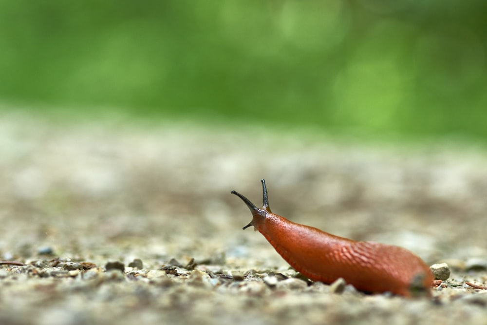 brown and black worm