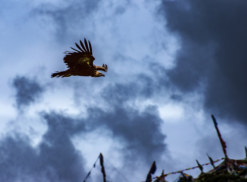 flying black eagle in macro photography