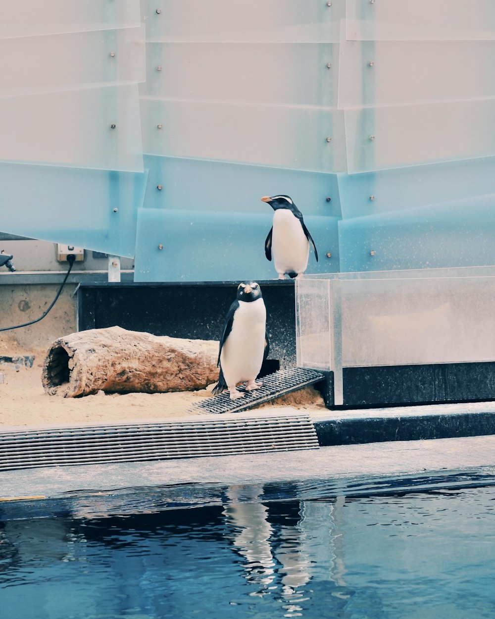 two white and black penguins