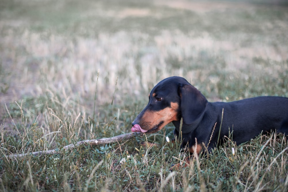 black and tan dachshund