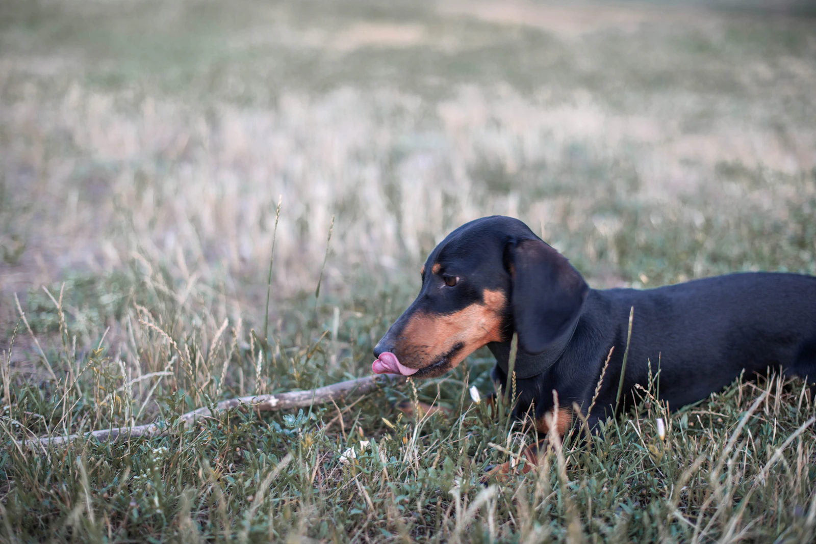 Black and tan miniature smooth Dachshund portrait, photo on Unsplash