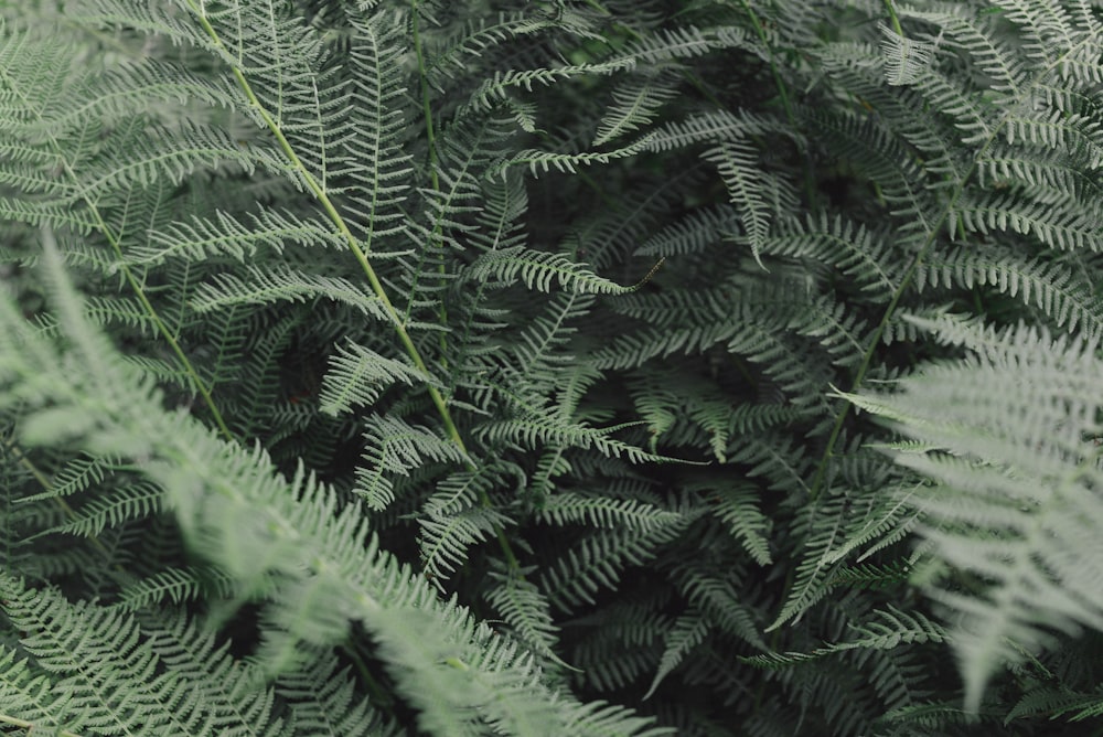 green fern trees
