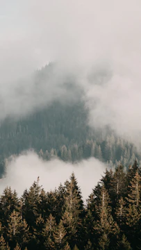 A mountain landscape at dawn with mist rolling over pine trees