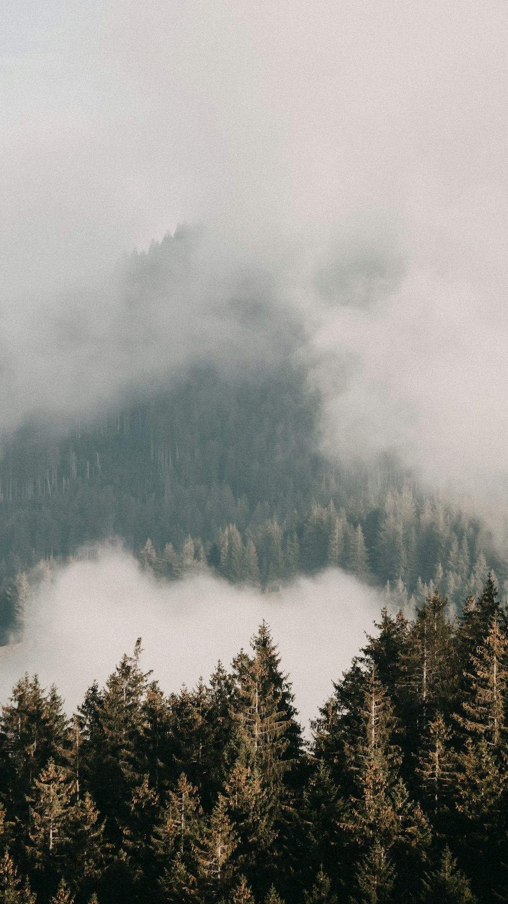 aerial photography of green trees surrounded by fogs