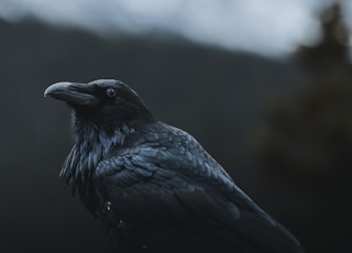 selective focus photography of black crow