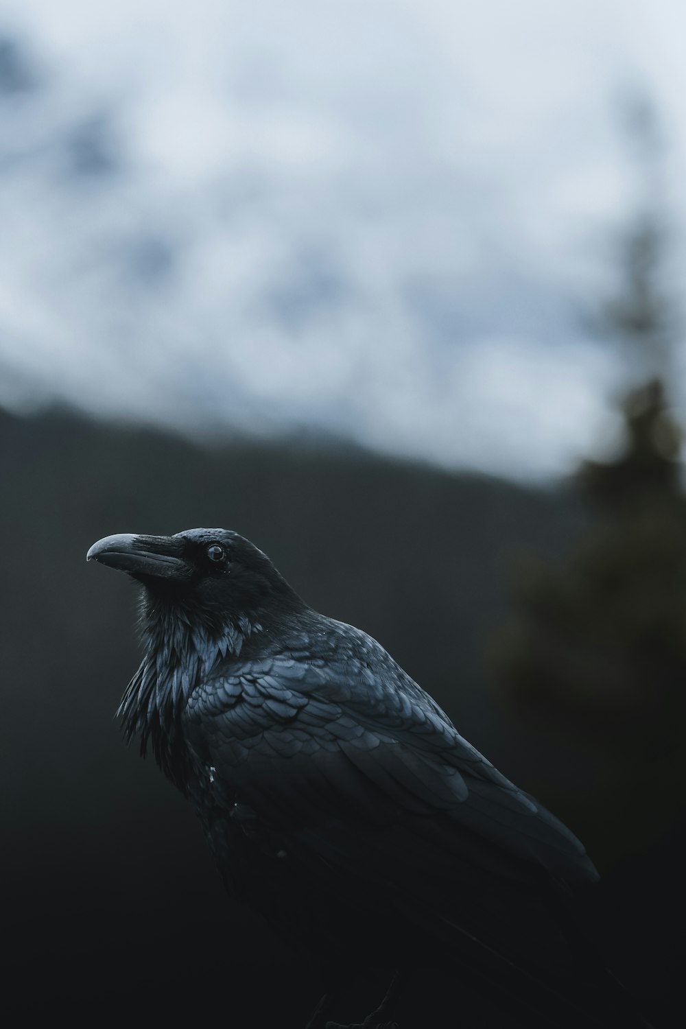 fotografia de foco seletivo de corvo preto
