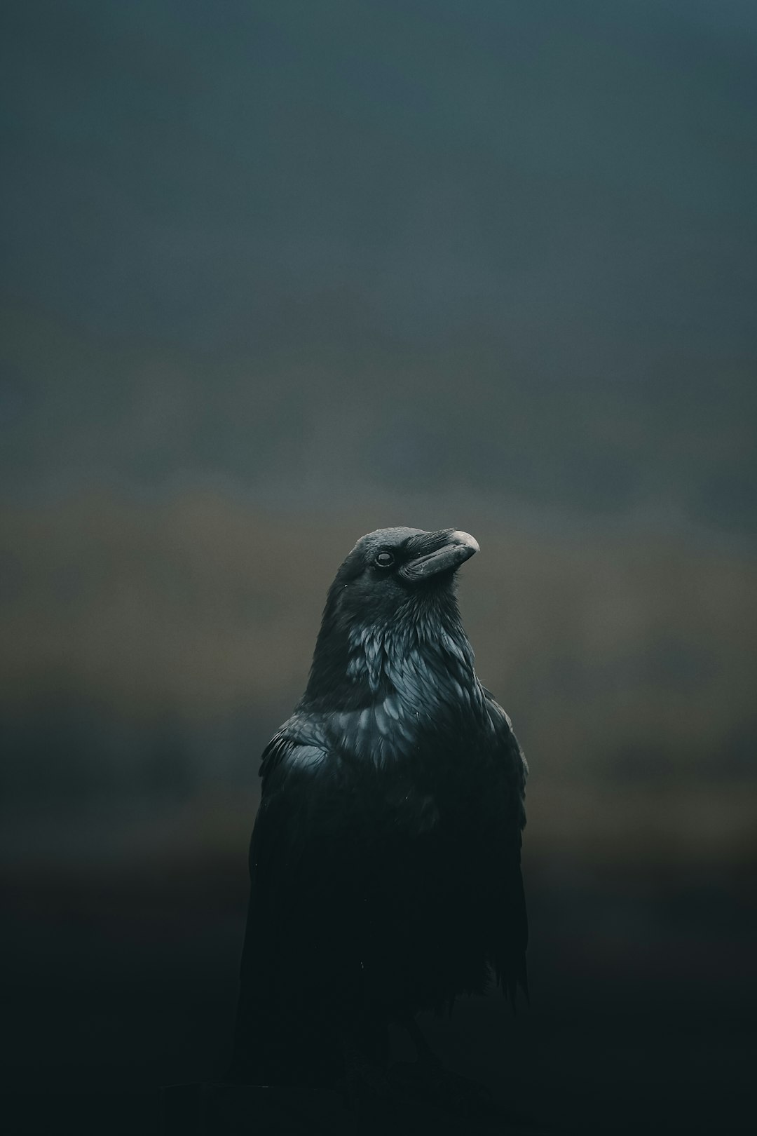  black bird close up photography crow