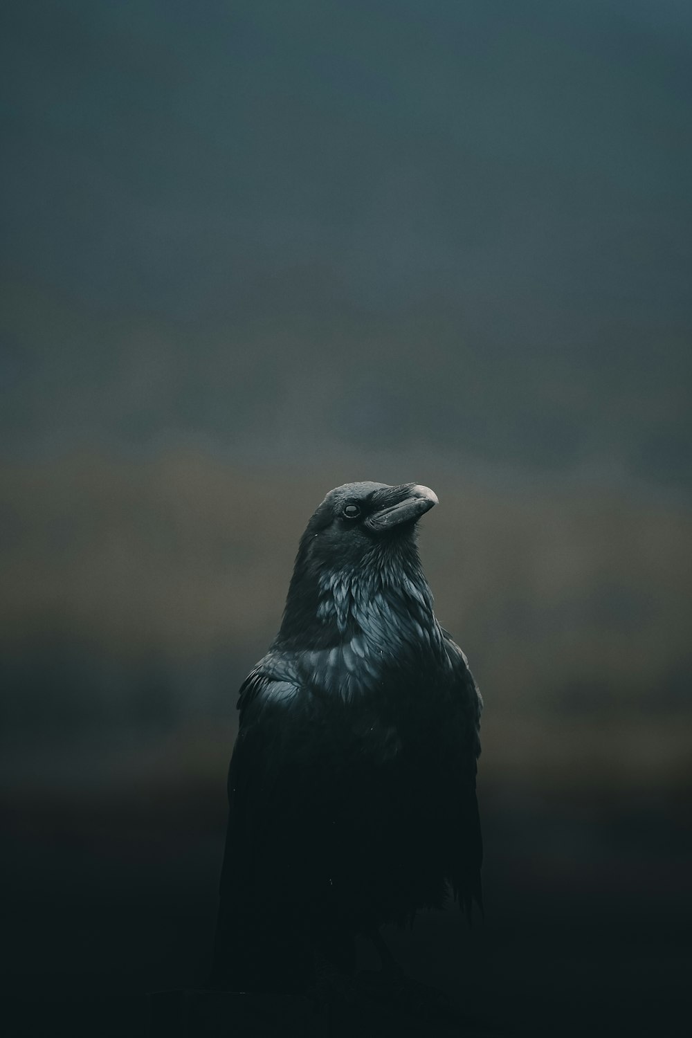 Fotografía de primer plano de pájaro negro