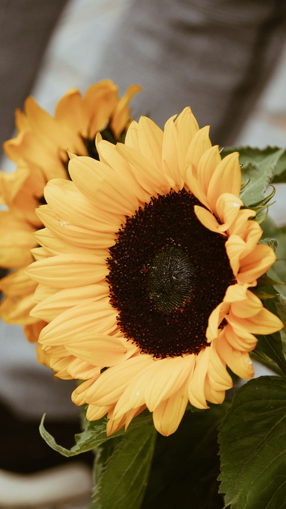 yellow sunflower