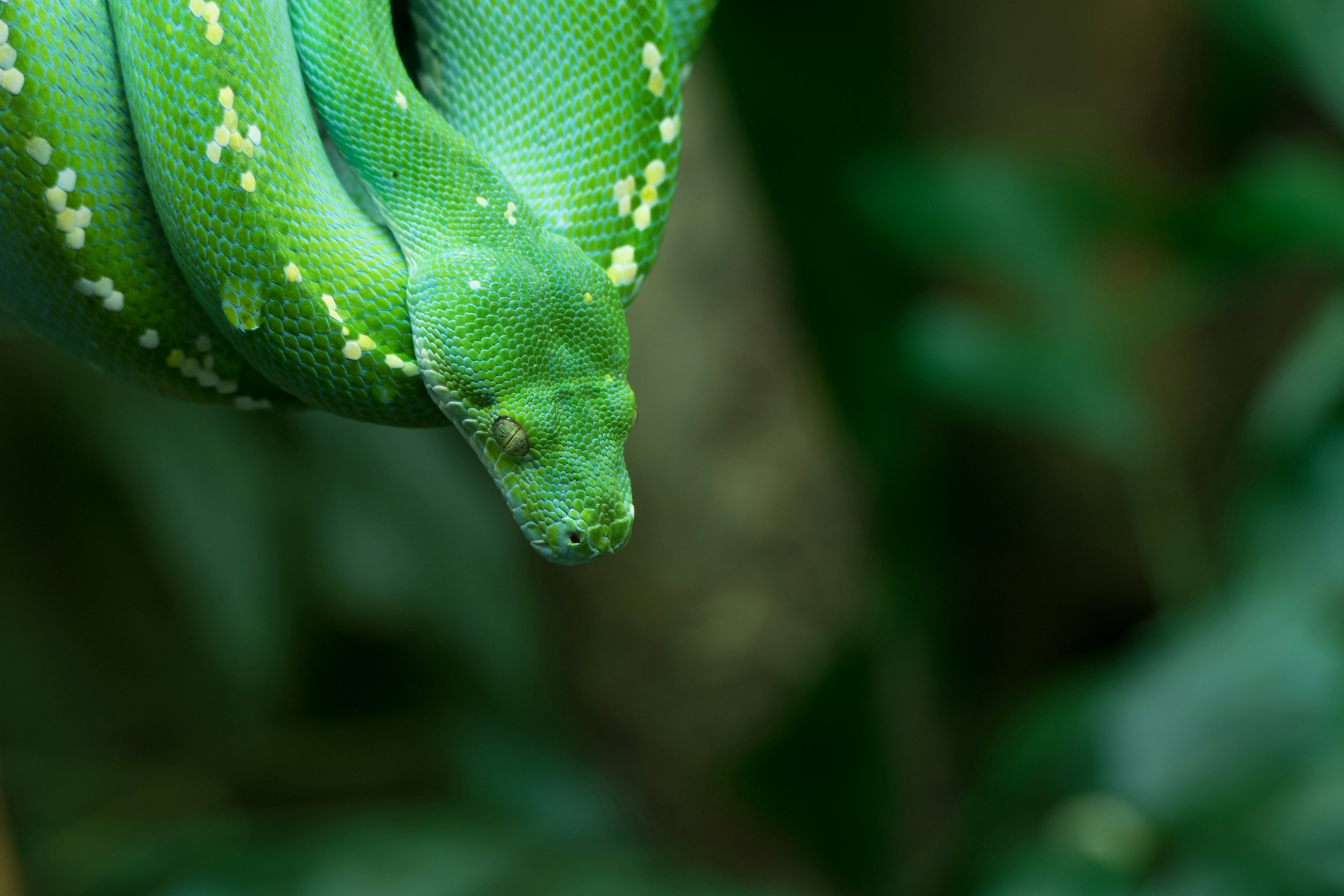 Amazon Tree Boa: The Wild Card (image credits: unsplash)