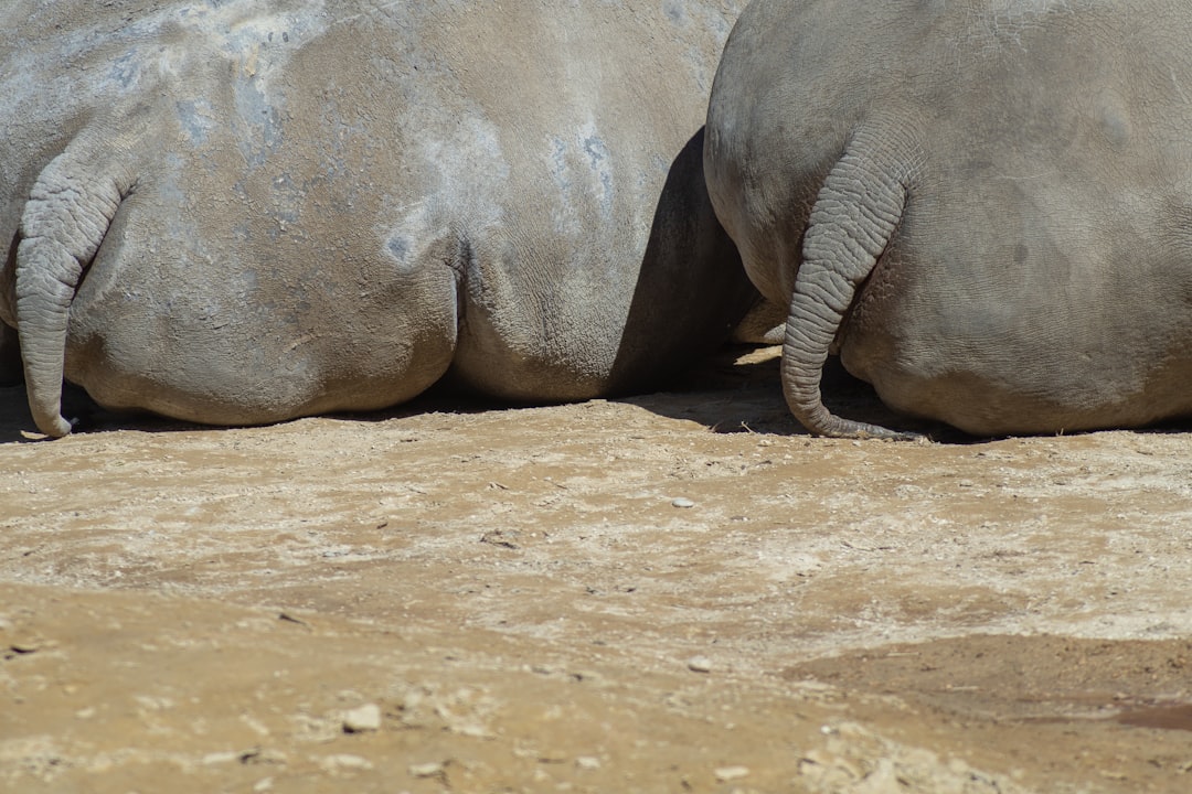 gray elephant