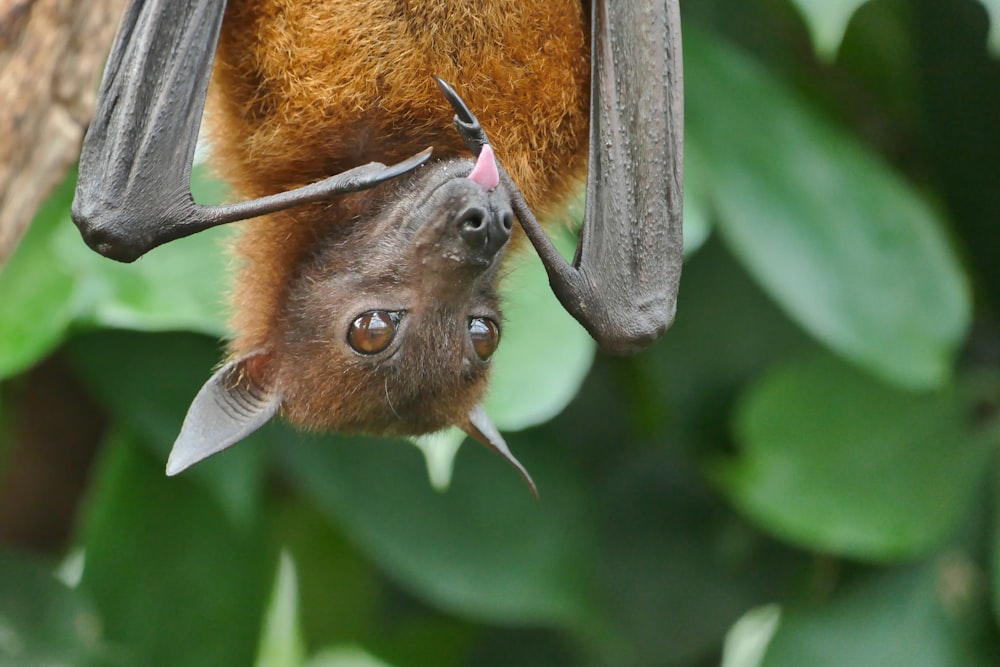 brown and black fruit bat