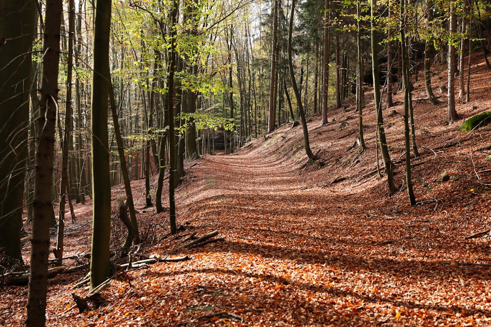 árvores da floresta