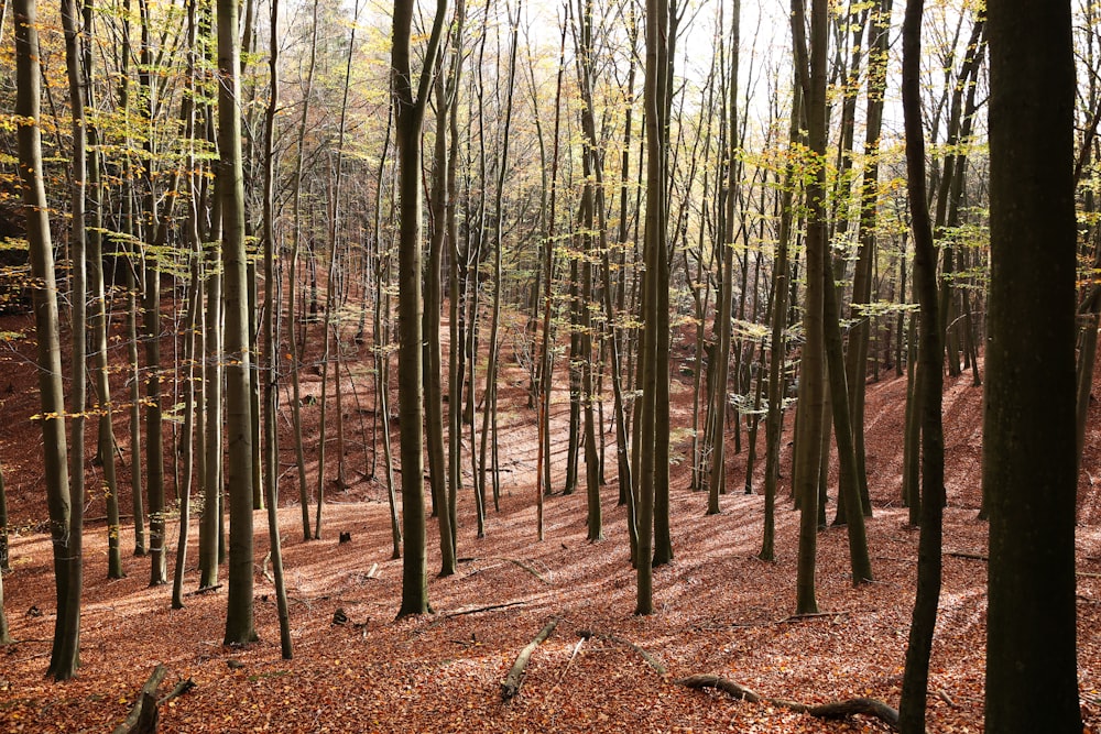 green-leafed trees during daytime