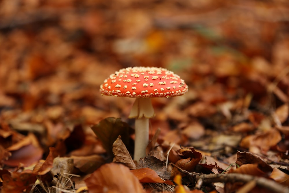 selective focus photography of red and white mushroom