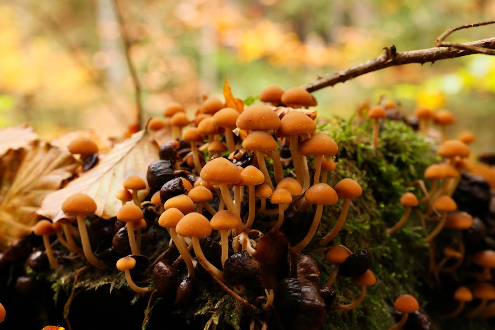 selective focus photography of brown mushrooms