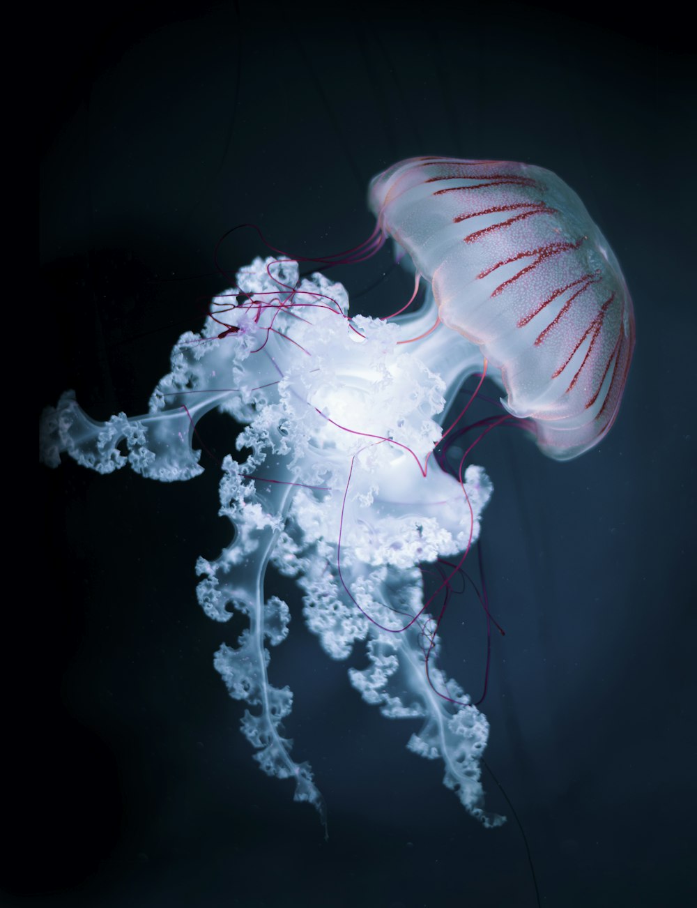 white and pink jelly fish