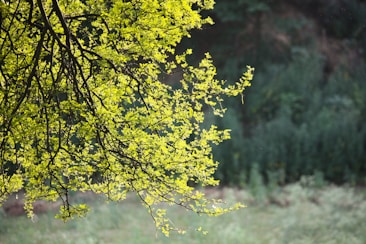 Sunlight illuminates a vibrant tree branch with fresh green leaves, set against a blurred forest background. The leaves are delicately spread across a network of branches, creating a sense of natural beauty and tranquility.