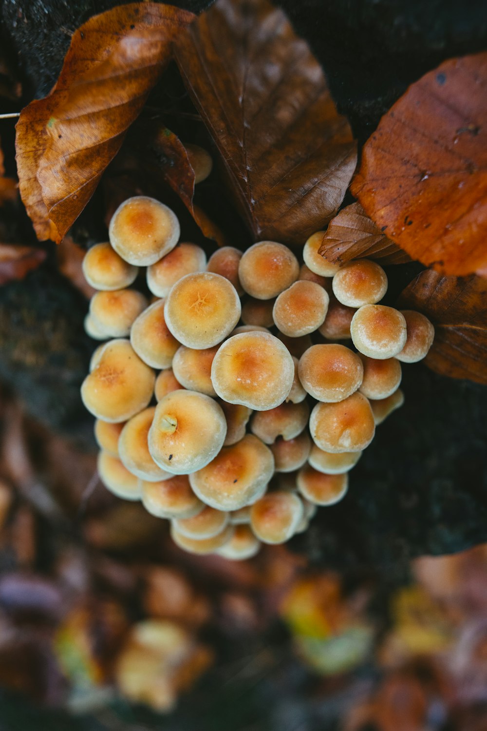 selective focus photography of mushrooms