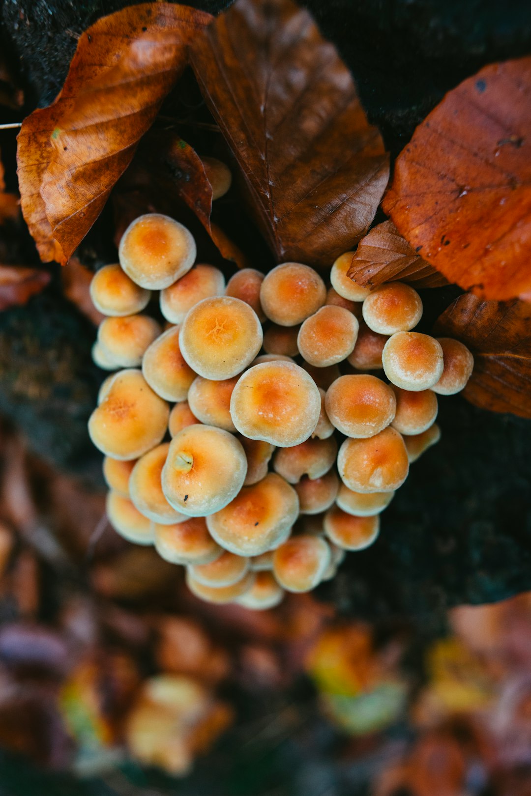 selective focus photography of mushrooms