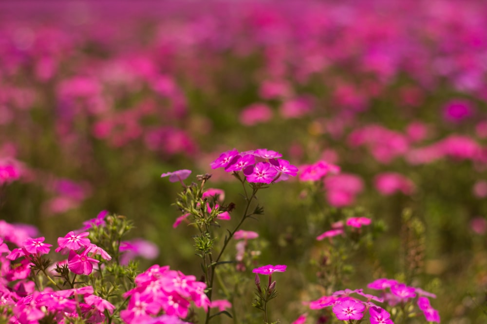 pink flower field