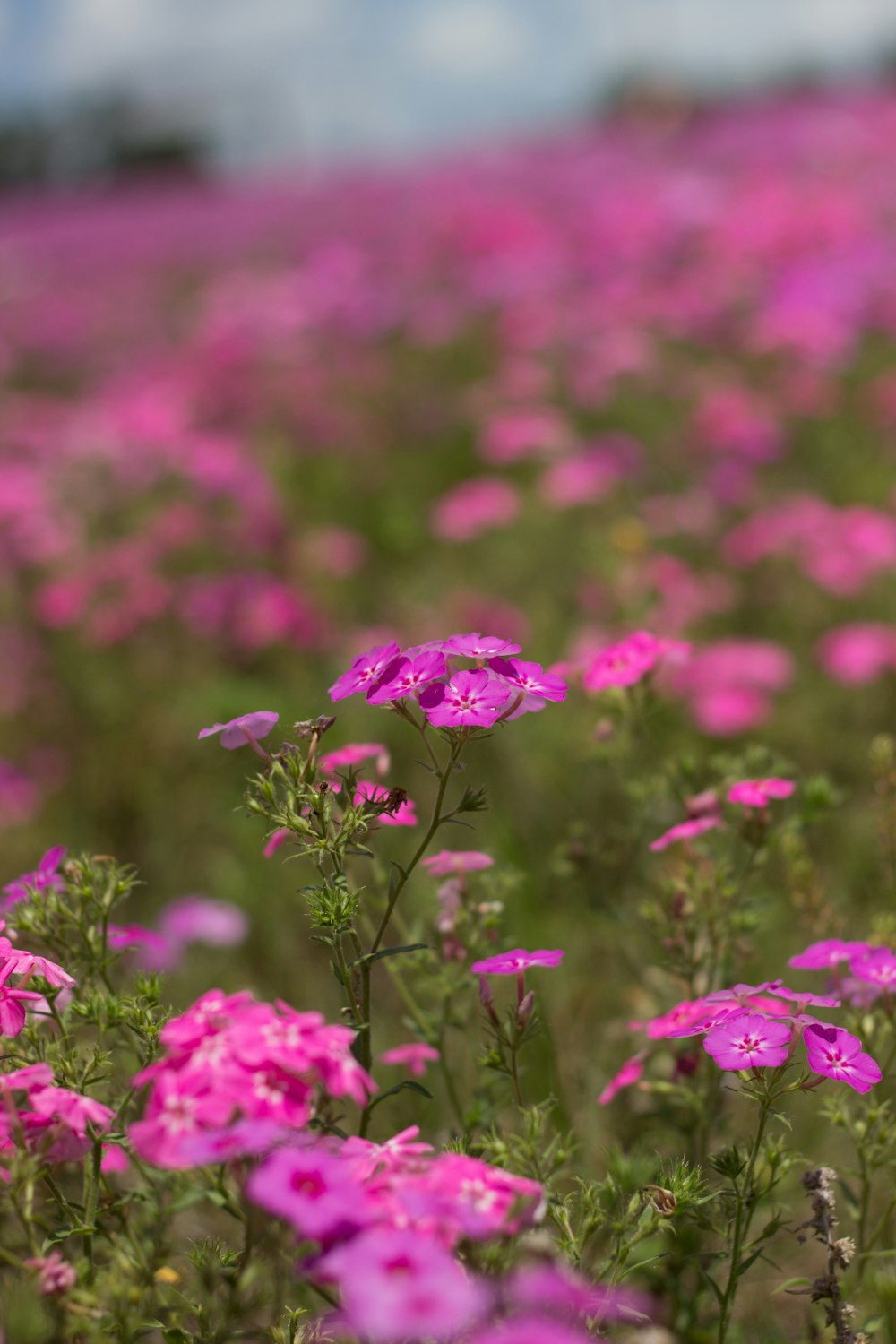 selective focus photography of pink petaled flowers during daytime