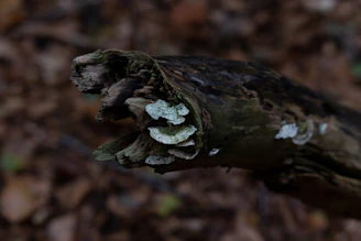 Close-up of fungi and small insects breaking down organic waste in compost.
