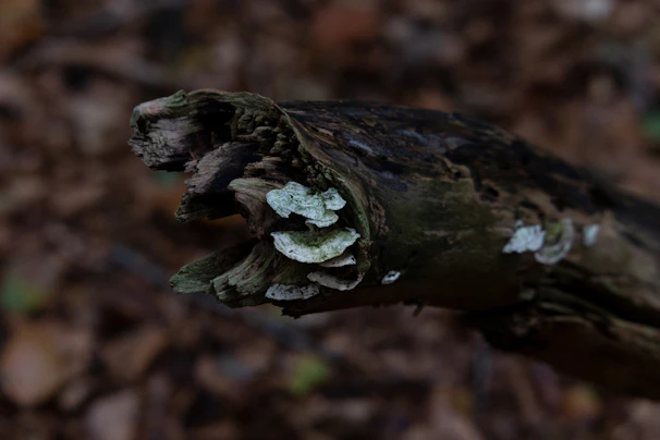 Close-up of fungi and small insects breaking down organic waste in compost.