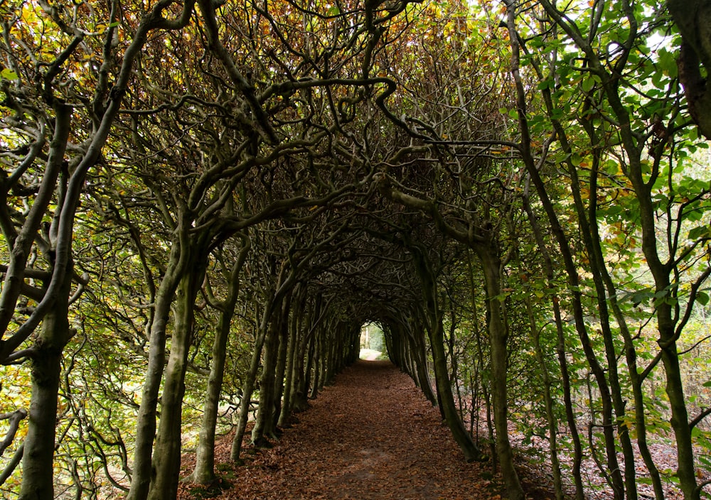 green trees passage during daytime